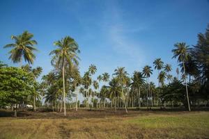 Kokospalmen am Strand auf Hintergrund des blauen Himmels foto
