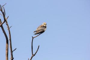 Blick auf einen Schwarzschulterdrachen-Raubvogel, der auf dem Ast auf dem Hintergrund des blauen Himmels thront foto