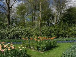 viele tulpen in den niederlanden foto