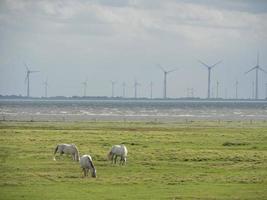 die insel spiekeroog in deutschland foto