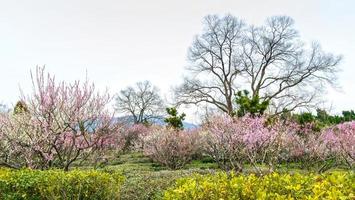 Pflaumenblüte im zeitigen Frühjahr