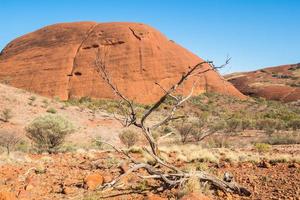 der tote baum in der trockenen landschaft des australischen outbacks im nördlichen territorium staat australien. foto