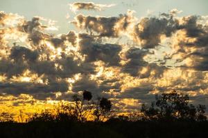 schöner himmel in der dämmerung und silhouette buschbaum im nördlichen territorium, australien. foto