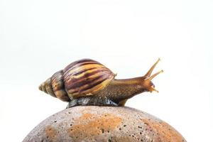 Schnecken auf weißem Hintergrund foto