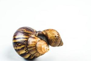 Schnecken auf weißem Hintergrund foto