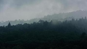 Landschaft des Regenwaldes in Thailand