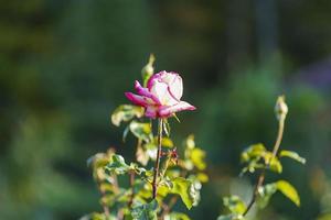 schöne rosa Rose auf einem verschwommenen grünen Hintergrund foto