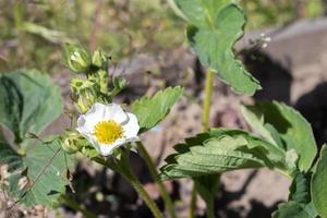 Frühlingsblühende Erdbeeren wachsen im Garten. sommerweiße erdbeerblüten. Erdbeerpflanze im Wachstum im Garten. blühende Erdbeeren. das Konzept des ökologischen Landbaus. foto