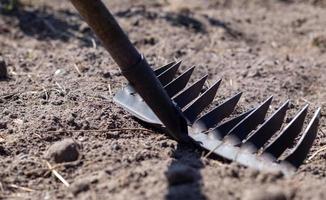 Nahaufnahmefoto eines Gartenrechens auf einem Bett. alter schwarzer Metallrechen auf trockenem Boden, im Garten. Frühjahrsputz. selektiver Fokus. Reinigung des Hofbereichs. foto