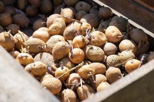 Kartoffeln zum Anpflanzen mit gekeimten Trieben in einer Holzkiste. gekeimte alte Saatkartoffeln. Kartoffelknollensetzlinge. das konzept der landwirtschaft und des gartenbaus, des anbaus und der pflege von gemüse. foto