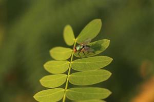 Nahaufnahme einer Fliege auf einer grünen Pflanze foto