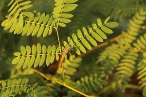 Nahaufnahme eines Insekts auf einer grünen Pflanze foto