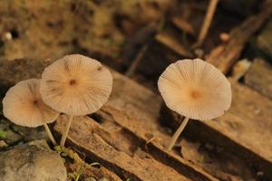 Nahaufnahme von Sahne-Agaricus-Pilzen unter dem Sonnenlicht foto