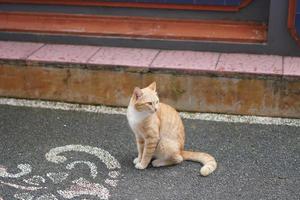 süße kleine orangefarbene Katze tagsüber, Hauskatze mit kurzem Haar foto