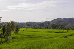 Reisfeldlandschaft mit Blick auf Kokospalmen und klaren Himmel foto