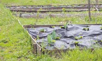 ordentliche lange Erdbeerbetten, die mit schwarzer Agrofaser bedeckt sind. eine grüne erdbeerpflanze in einem dunkelschwarzen spinnvliesloch im boden. Anwendung moderner Technologien für den Anbau von Erdbeeren. foto