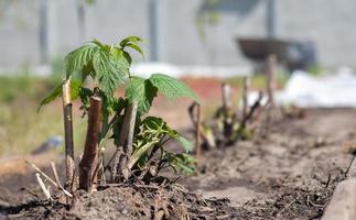 kleiner junger Himbeerstrauch im Boden. Gartenkonzept. Himbeersetzlinge im Frühjahr pflanzen. Spross eines Beerenstrauchs bei hellem Tageslicht im Frühling. Anbau von Himbeeren auf einem Obsthof oder Garten. foto