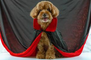 Entzückender brauner Pudelhund mit Dracula-Kleid. foto