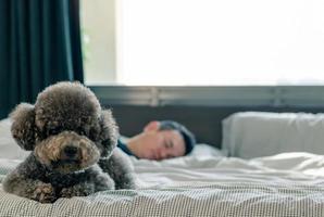 Ein entzückender junger schwarzer Pudelhund lag auf dem Bett und wartete darauf, dass der Besitzer morgens mit Sonnenschein auf einem unordentlichen Bett aufwachte. foto