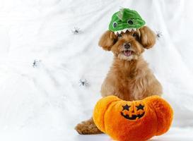 Entzückender brauner Pudelhund mit Kürbisspielzeug, das auf Spinnennetzhintergrund sitzt foto