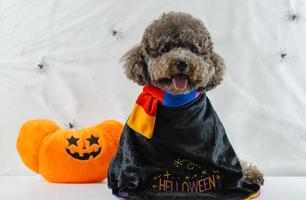 Entzückender schwarzer Pudelhund mit Kürbisspielzeug, das auf Spinnennetzhintergrund sitzt. foto