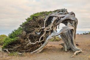 knorriger, vom Wind geformter Wacholderbaum foto