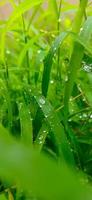 Wassertropfen auf dem Gras. grünes Gras mit Regentropfen. Blätter mit Wassertropfen. Blick auf den Wintermorgen. Nahaufnahme von Wassertropfen auf grünem Gras am Morgen. foto