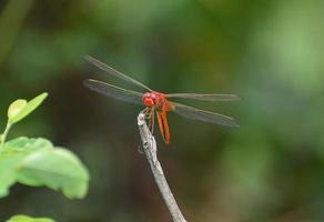 Libelle sitzt auf einem Stock, rote Libelle sitzt auf trockenem Baumstock, Libelle sitzt auf Stock in warmer Sommersonne foto