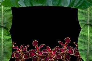 grünes Blattmuster mit weißem Rahmen für Naturkonzept, strukturierter Hintergrund des tropischen Blattbaums foto