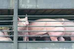 LKW-Transport Schweine foto