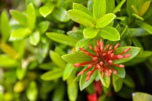 orange-rote nadelblumen, blütenknospen blühen in einem wunderschönen park im süden thailands. foto