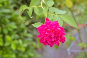 rosa rose blüht schöne natur im gartenpark foto