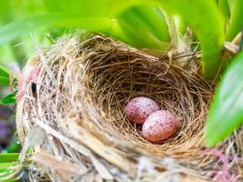 Nahaufnahme von zwei Eiern im Nest foto