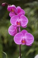 schöne rosafarbene Orchideenblume lokalisiert mit unscharfem Hintergrund foto