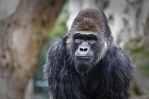Gorilla-Porträt mit verschwommenem Hintergrund foto