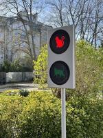 Ampel mit Katze. die Ampel ist rot. Kaliningrader Gebiet foto