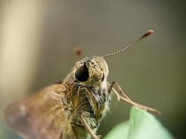 Nahaufnahme von Borbo Cinnara oder Reisswift auf einem Blatt. Insektenmakrofoto foto