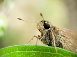 Nahaufnahme von Borbo Cinnara oder Reisswift auf einem Blatt. Insektenmakrofoto foto