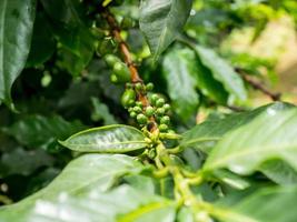 frische kaffeebohnen im kaffeepflanzenbaum foto