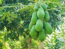 Bio-grüne Papaya-Früchte am Baum foto