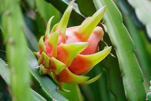 Drachenfrucht im Garten foto