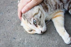 mit Katze spielen foto