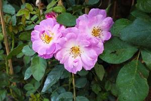 schöne Rosen im Garten foto