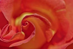 orange Rose Makrofoto foto