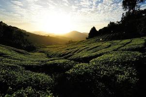 Teeplantagenfelder bei Sonnenaufgang foto