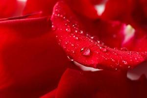schöne rote Rosenblätter, Nahaufnahme