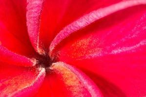 Makro rote Blume