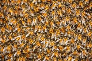 Makroaufnahme eines Schwarms gemeiner Bienen (apis mellifera) foto