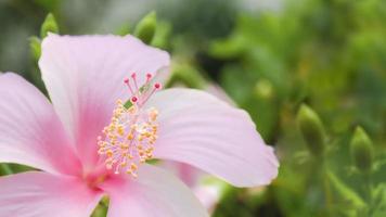 pinke Blume