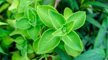 Gemüse und Kräuter, Gärtner, der kubanischen Oregano oder indischen Borretsch, Oreille oder Plectranthus amboinicus-Pflanzen für die Pflege eines Gartens hält und überprüft, der zum Würzen beim Kochen verwendet wird. foto